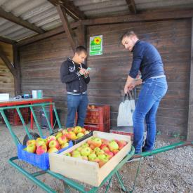 Vente de pommes