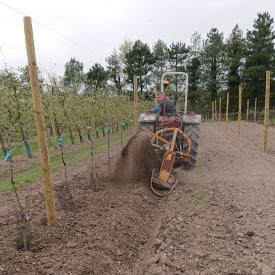 plantation pommier