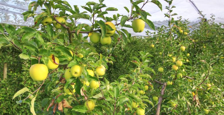 pomme golden