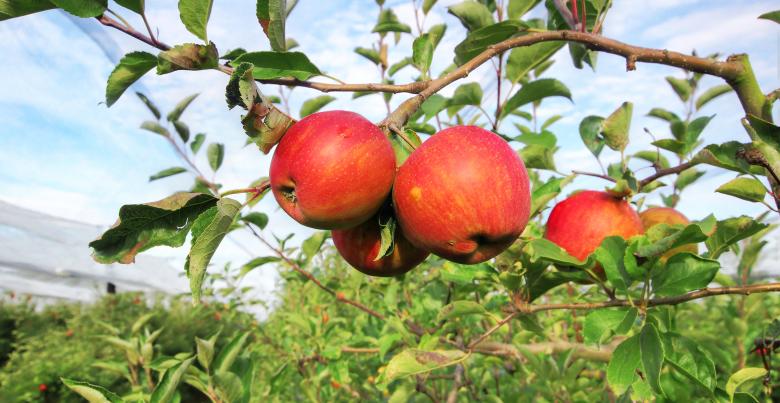 pomme rubinette